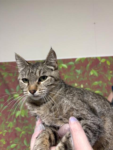 SUKI - Domestic Short Hair available for adoption