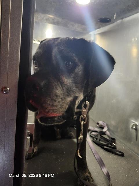 BUBBA - Boxer available for adoption