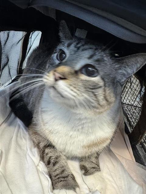 BLONDIE - Domestic Short Hair available for adoption