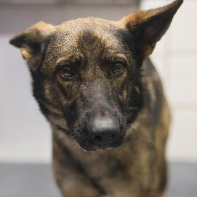 SASHA - German Shepherd Dog available for adoption