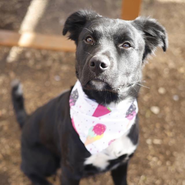 TEX - Border Collie available for adoption