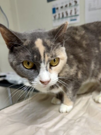 MUPPET - Domestic Short Hair available for adoption
