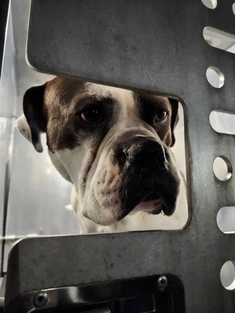 ARCHIE - Boxer available for adoption