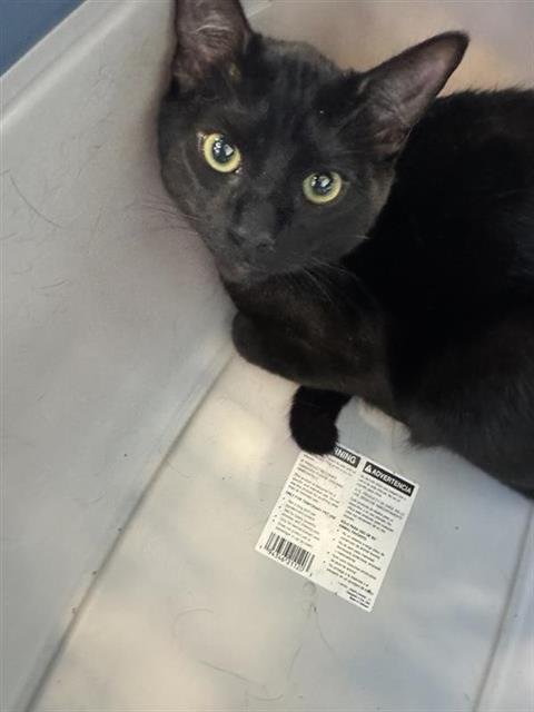 SHREDDER - Domestic Short Hair available for adoption