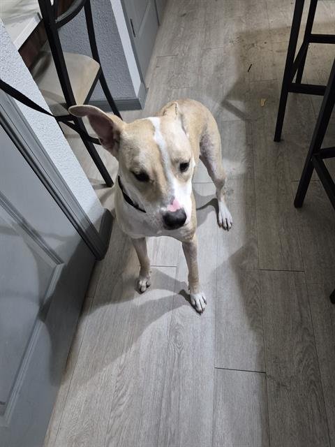 BELLA - American Staffordshire Terrier available for adoption