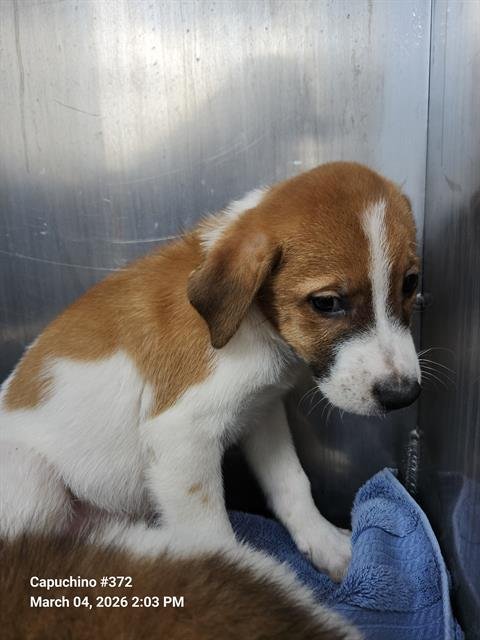 AINOHA - Collie available for adoption