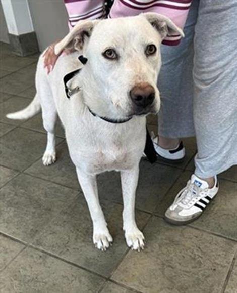 JESSIE - Labrador Retriever available for adoption