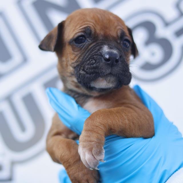 TEX - American Staffordshire Terrier available for adoption