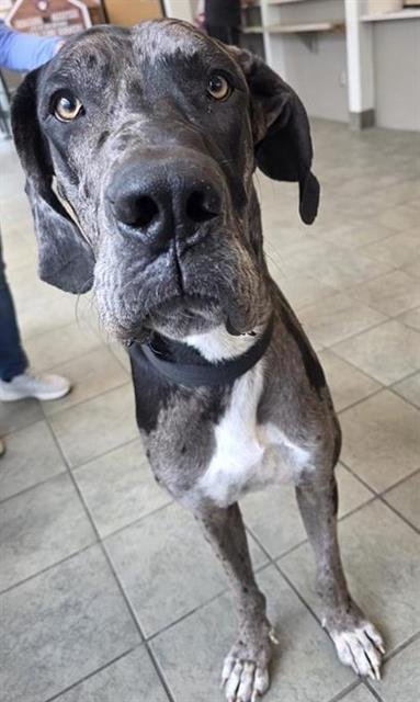 TORINO - Great Dane available for adoption