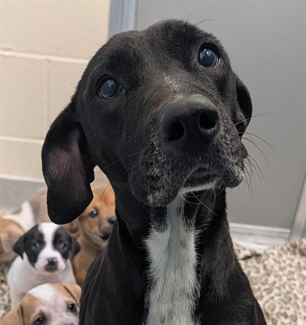 SUZETTE - American Staffordshire Terrier available for adoption