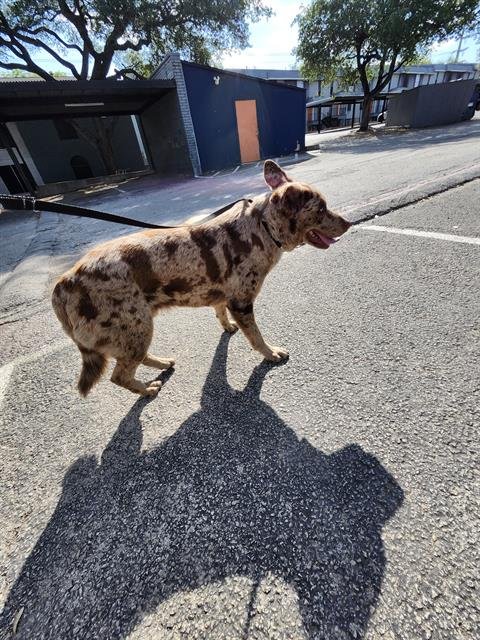 A802662 - Australian Cattle Dog/Blue Heeler available for adoption