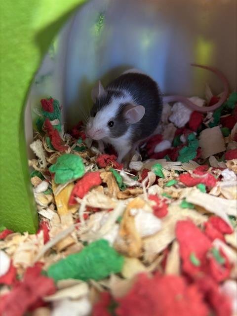 KARATE KID - Mouse available for adoption