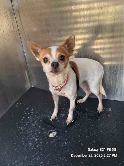 A788379 - Chihuahua available for adoption
