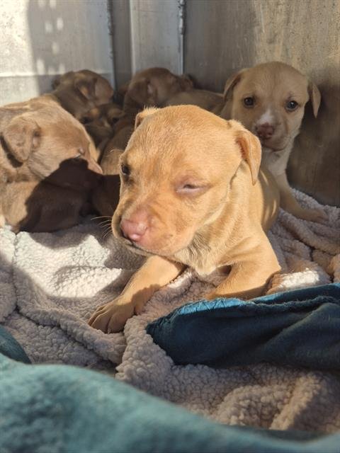 ANN - American Staffordshire Terrier available for adoption