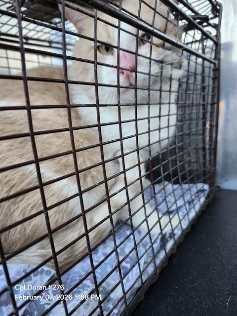 ROLLY - Domestic Short Hair available for adoption