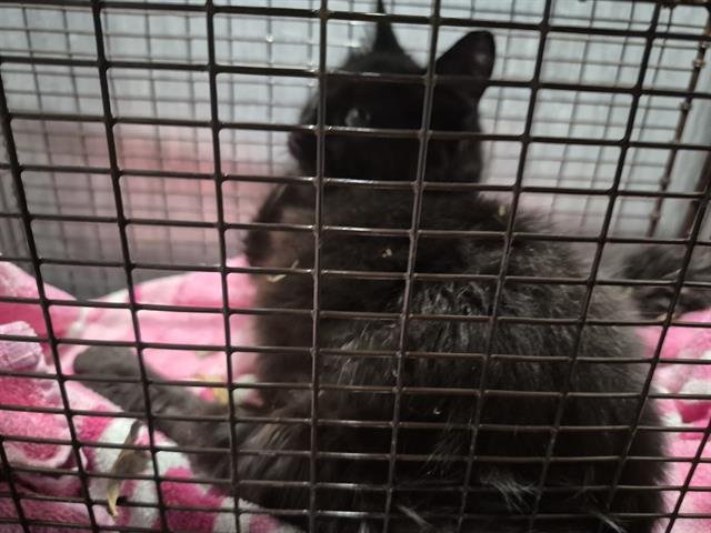 BEAN - Domestic Short Hair available for adoption