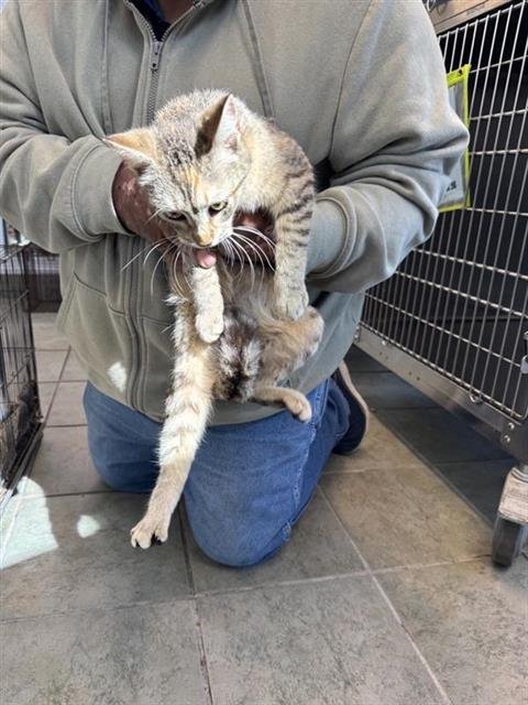 A799270 - Domestic Short Hair available for adoption