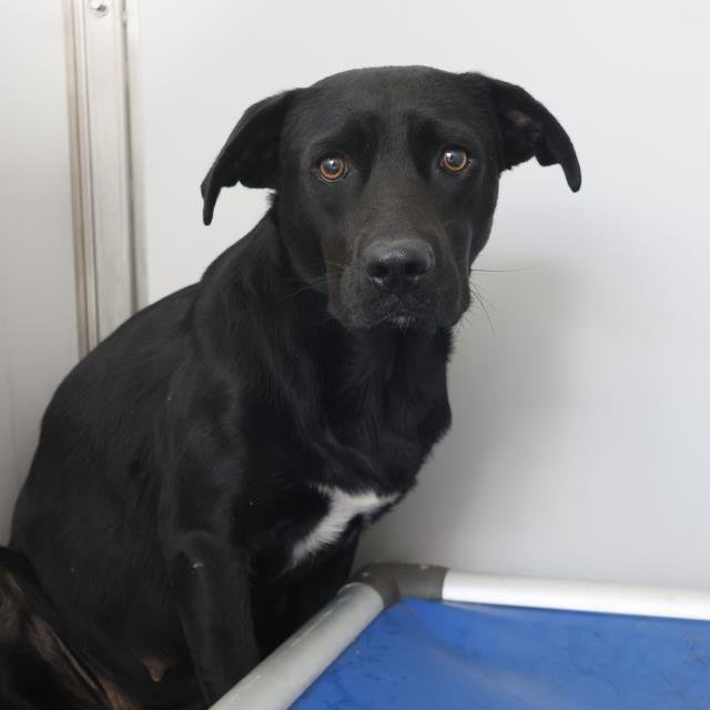 BABY - Labrador Retriever available for adoption