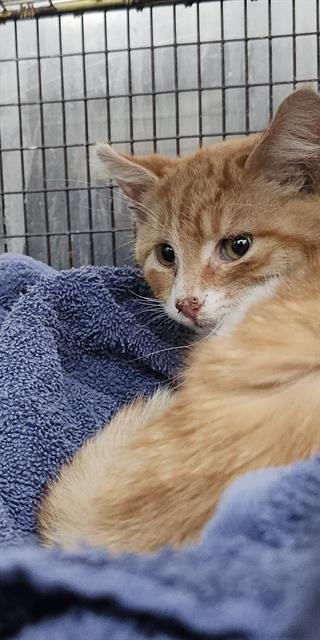 ZAYDEN - Domestic Short Hair available for adoption