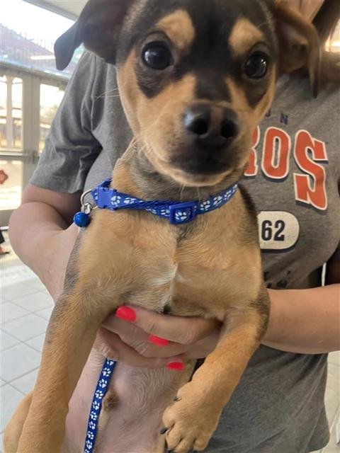 BODI LANE - Chihuahua available for adoption