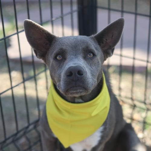 TIFF - American Staffordshire Terrier available for adoption