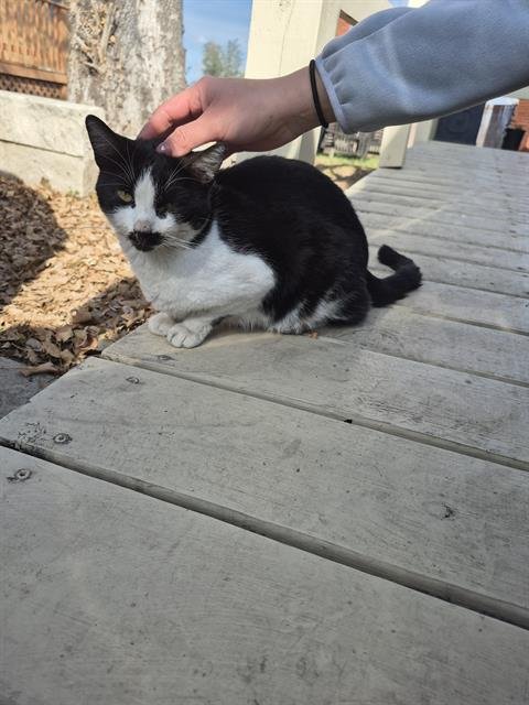 ZEPHYR - Domestic Short Hair available for adoption