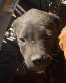 DOT - American Staffordshire Terrier available for adoption