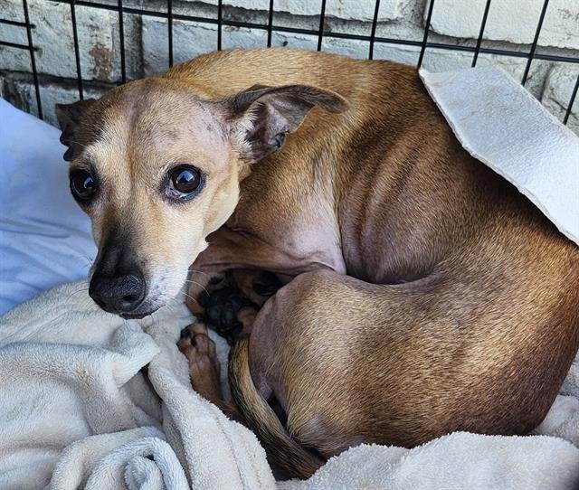 BULL - Chihuahua available for adoption