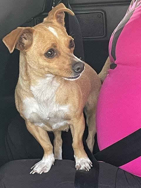 WEENEY - Chihuahua available for adoption