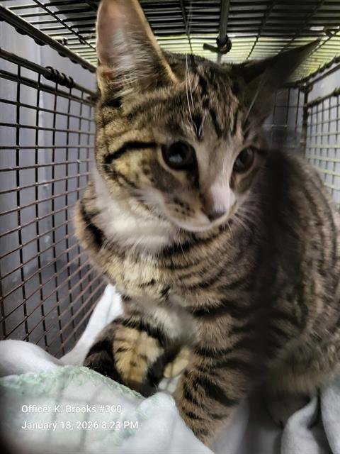 BISCUIT - Domestic Short Hair available for adoption