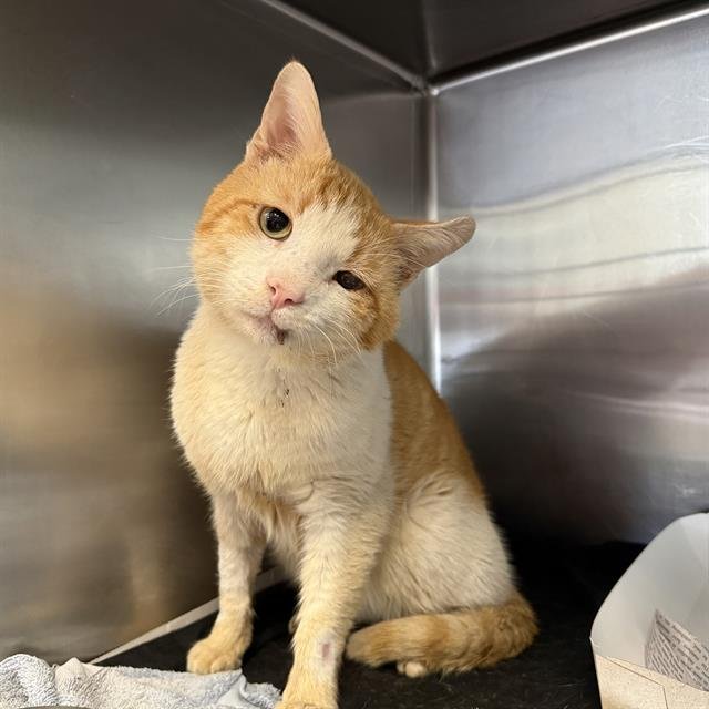 JUNE BUG - Domestic Short Hair available for adoption