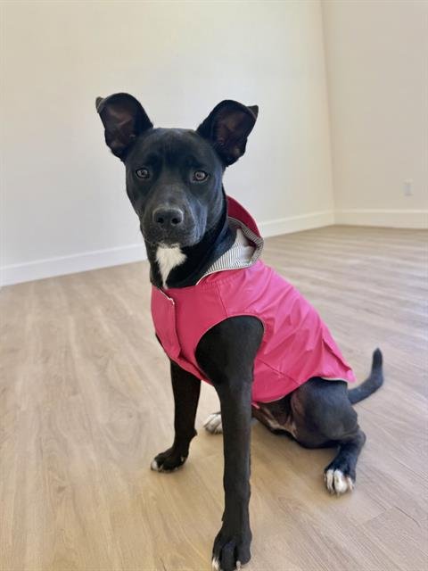 RUBY - Labrador Retriever available for adoption