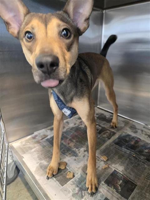 BROWNIE - Terrier available for adoption