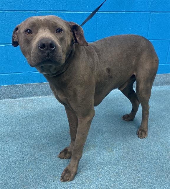 BLUE - American Staffordshire Terrier available for adoption