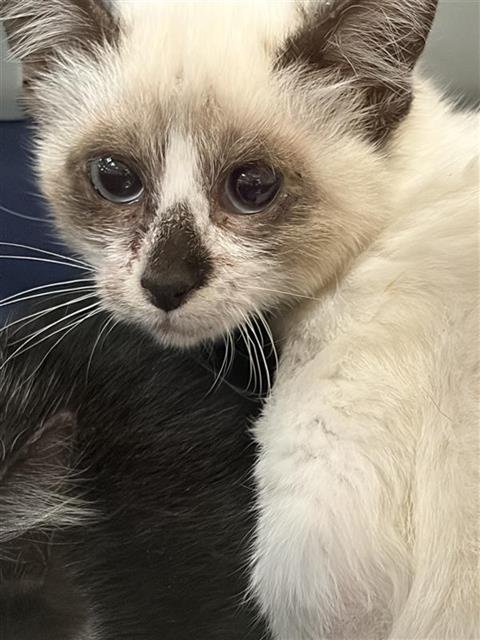 A790579 - Domestic Short Hair available for adoption