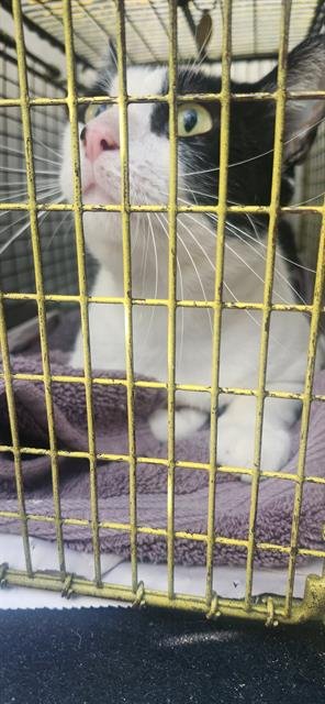 BILLY - Domestic Short Hair available for adoption