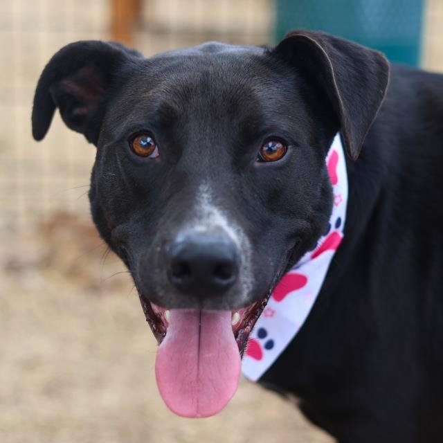 ZEUS - American Staffordshire Terrier available for adoption