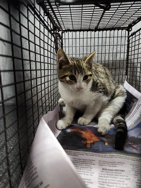 BUTTERCUP - Domestic Short Hair available for adoption