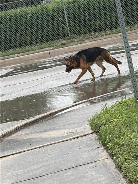 A809382 - German Shepherd Dog available for adoption