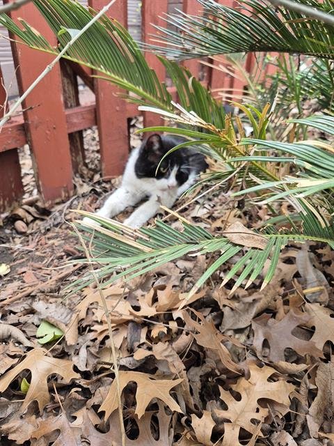 SOTO - Domestic Medium Hair available for adoption