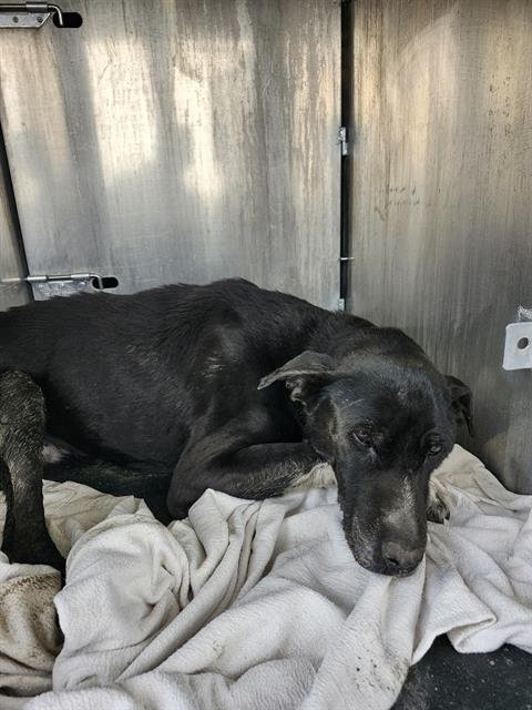 BELLA - Labrador Retriever available for adoption