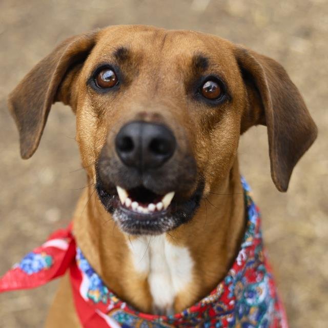 BRUNO - Hound available for adoption