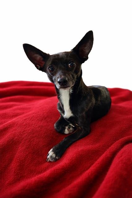CHICO - Chihuahua available for adoption