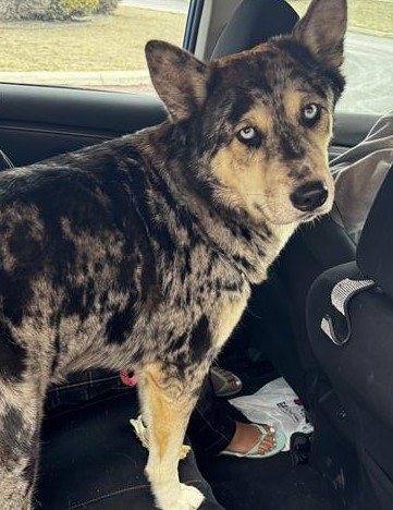 BLUEY - Husky / Australian Cattle Dog/Blue Heeler available for adoption