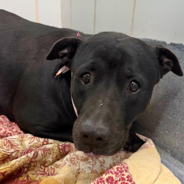 BLACKIE - American Staffordshire Terrier available for adoption