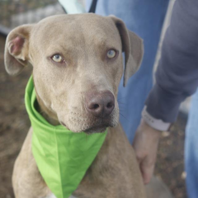 ROSCOE - Labrador Retriever available for adoption