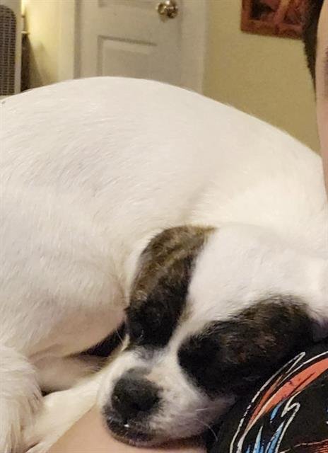 BATGIRL - Shih Tzu / Pug available for adoption