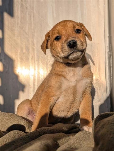 TATER TOTS - Terrier available for adoption