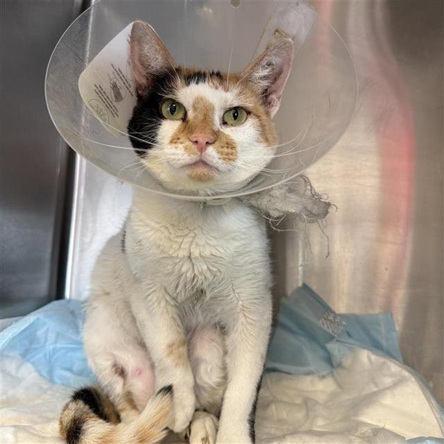 MARIPOSA - Domestic Short Hair available for adoption