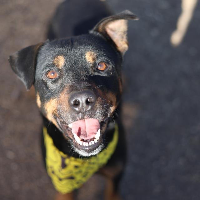 CHIEF - Rottweiler available for adoption